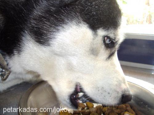 daisy Dişi Sibirya Kurdu (Husky)