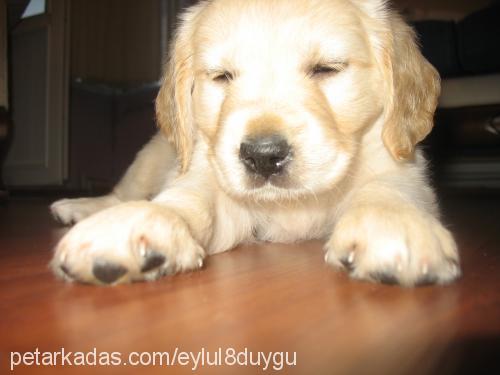 eylül Dişi Golden Retriever