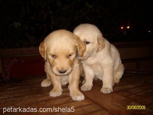 shela Dişi Golden Retriever