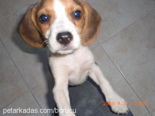 küçükkaramel Dişi Beagle