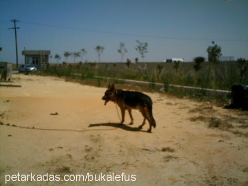 dÜk Erkek Alman Çoban Köpeği