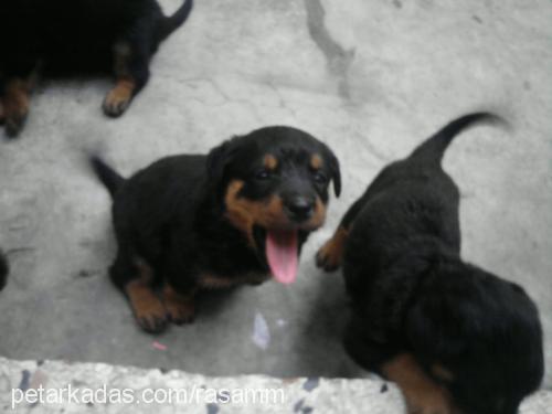 shayra Dişi Rottweiler