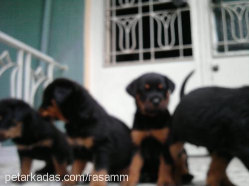 shayra Dişi Rottweiler