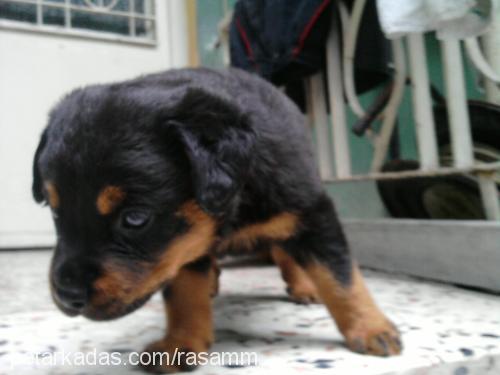 shayra Dişi Rottweiler