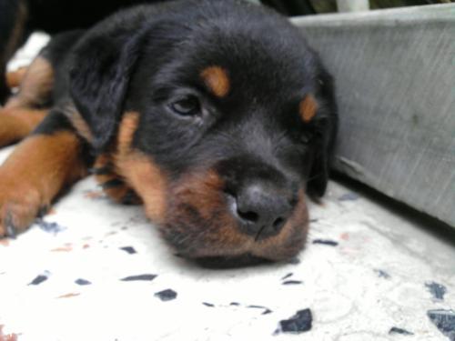 shayra Dişi Rottweiler