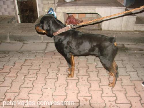 raŞa Dişi Rottweiler