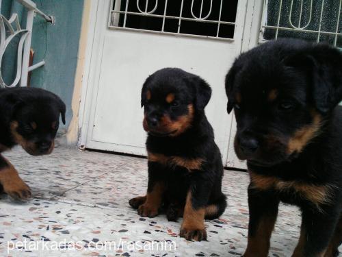 shayra Dişi Rottweiler