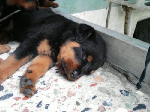 shayra Dişi Rottweiler