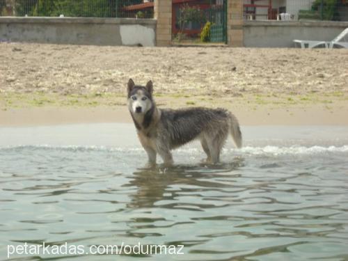 candy Dişi Sibirya Kurdu (Husky)