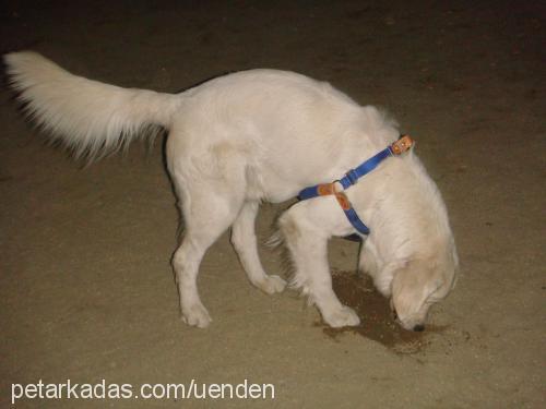 efe Erkek Golden Retriever