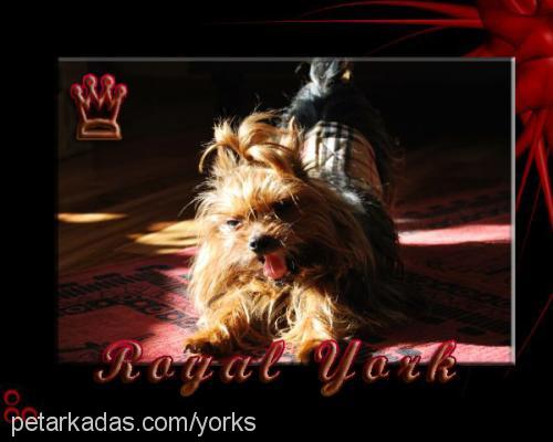 mini-me Erkek Yorkshire Terrier