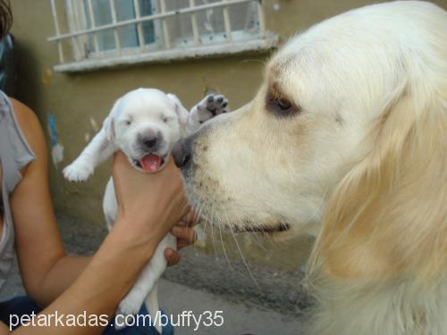 buffy Erkek Golden Retriever