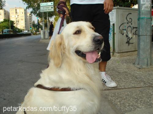 buffy Erkek Golden Retriever