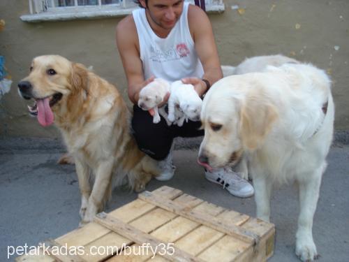 buffy Erkek Golden Retriever