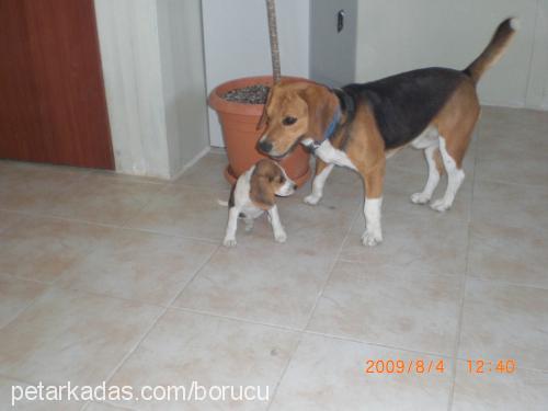 küçükkaramel Dişi Beagle