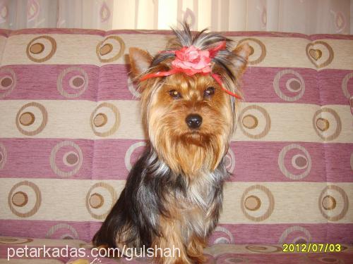 linda Dişi Yorkshire Terrier