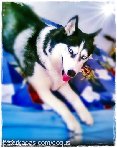 kaya Dişi Sibirya Kurdu (Husky)