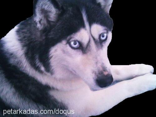 kaya Dişi Sibirya Kurdu (Husky)