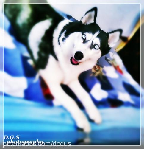 kaya Dişi Sibirya Kurdu (Husky)