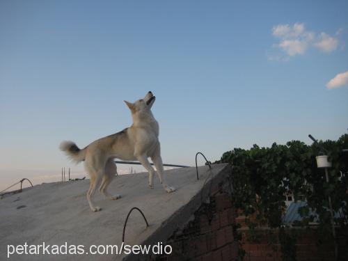 misha Dişi Sibirya Kurdu (Husky)