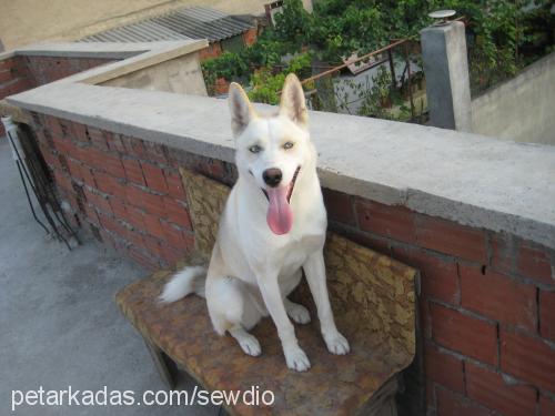 misha Dişi Sibirya Kurdu (Husky)