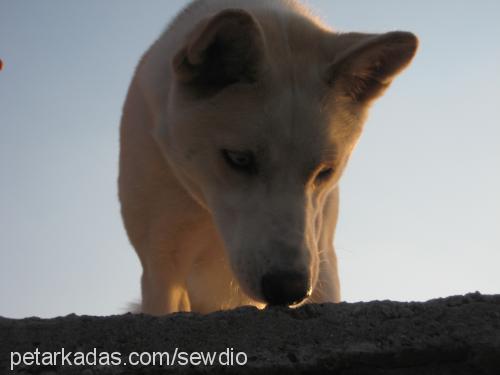 misha Dişi Sibirya Kurdu (Husky)