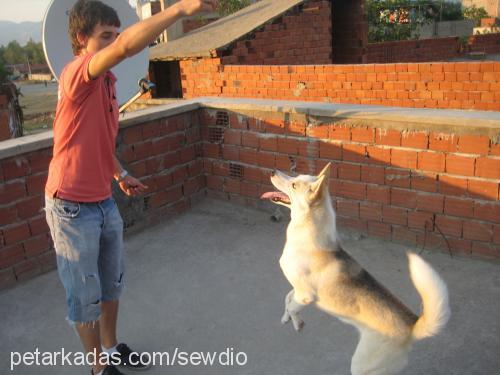 misha Dişi Sibirya Kurdu (Husky)