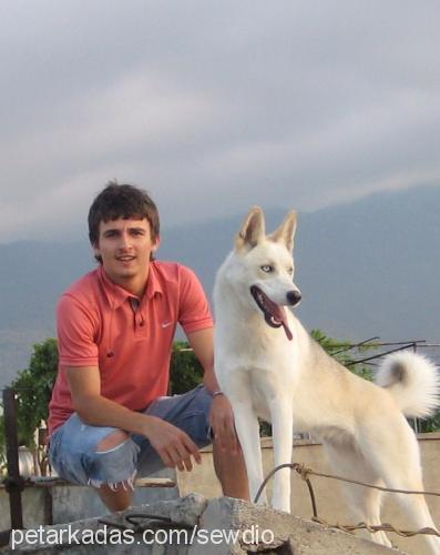 misha Dişi Sibirya Kurdu (Husky)