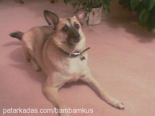 bambam Dişi Sokö (Sokak Köpeği)