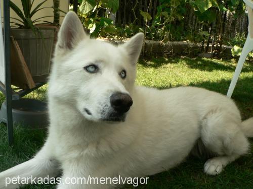 sky Erkek Sibirya Kurdu (Husky)