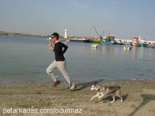 candy Dişi Sibirya Kurdu (Husky)