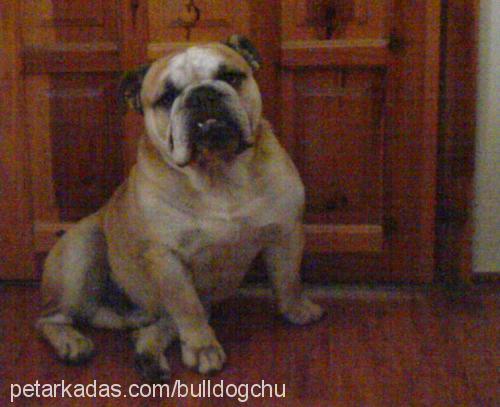 shadow Erkek İngiliz Bulldog