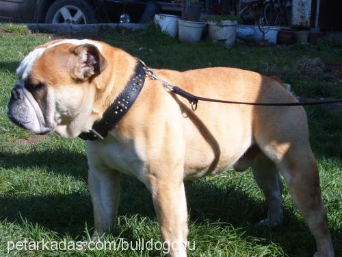 shadow Erkek İngiliz Bulldog