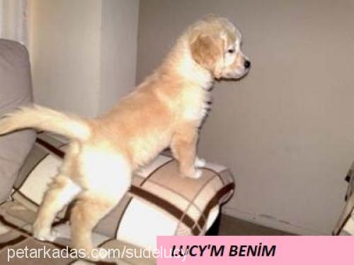 lucy Dişi Golden Retriever