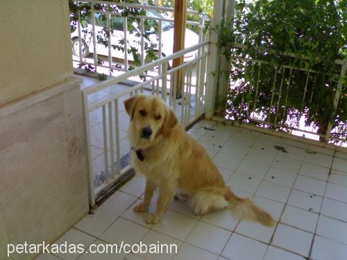 cartoon Erkek Golden Retriever