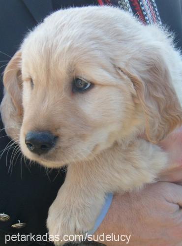 lucy Dişi Golden Retriever