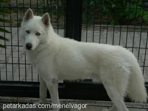 sky Erkek Sibirya Kurdu (Husky)