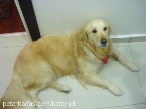 karemel Dişi Golden Retriever