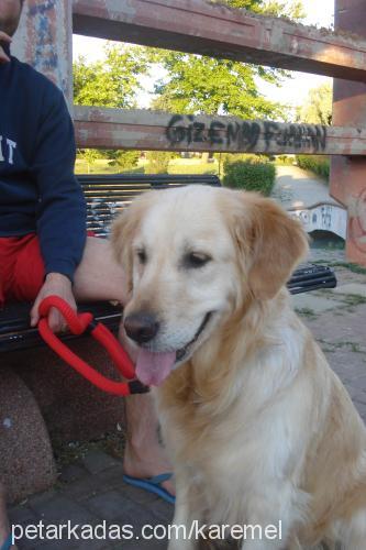 karemel Dişi Golden Retriever