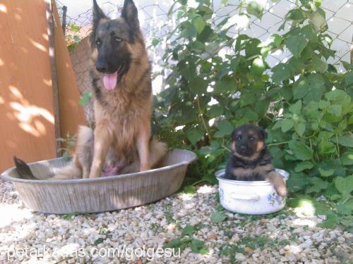 gölge Dişi Alman Çoban Köpeği