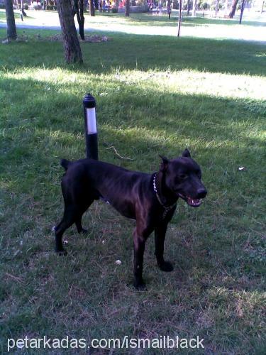 black Erkek Doberman Pinscher