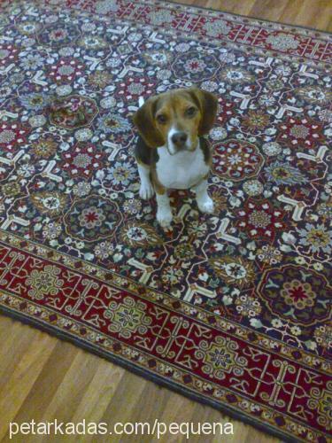 pequena Dişi Beagle