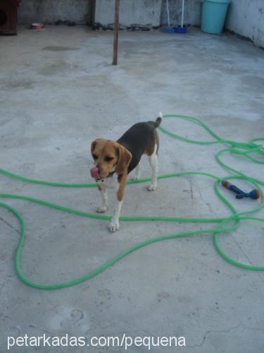 pequena Dişi Beagle