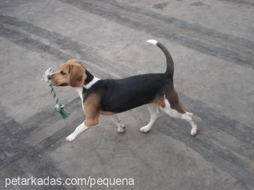 pequena Dişi Beagle