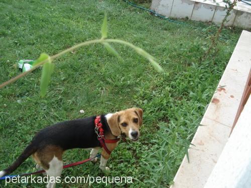 pequena Dişi Beagle