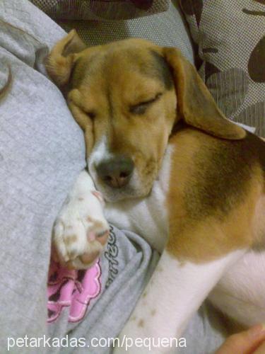 pequena Dişi Beagle