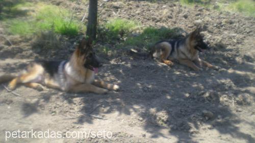 lora Dişi Alman Çoban Köpeği