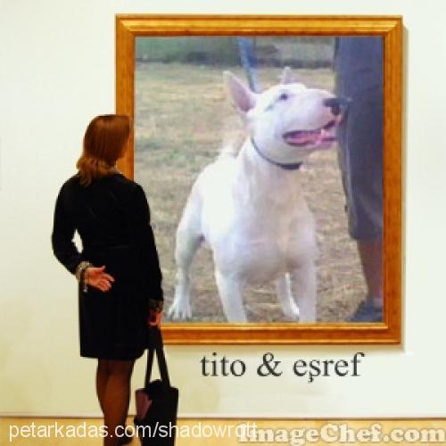 tito Erkek Bull Terrier