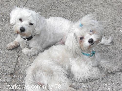 panci Dişi Maltese