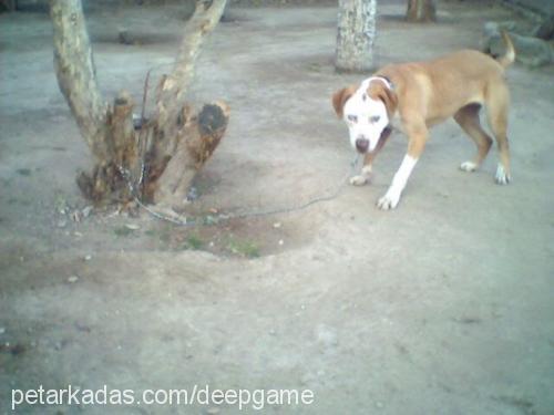 mary Dişi Amerikan Pitbull Terrier